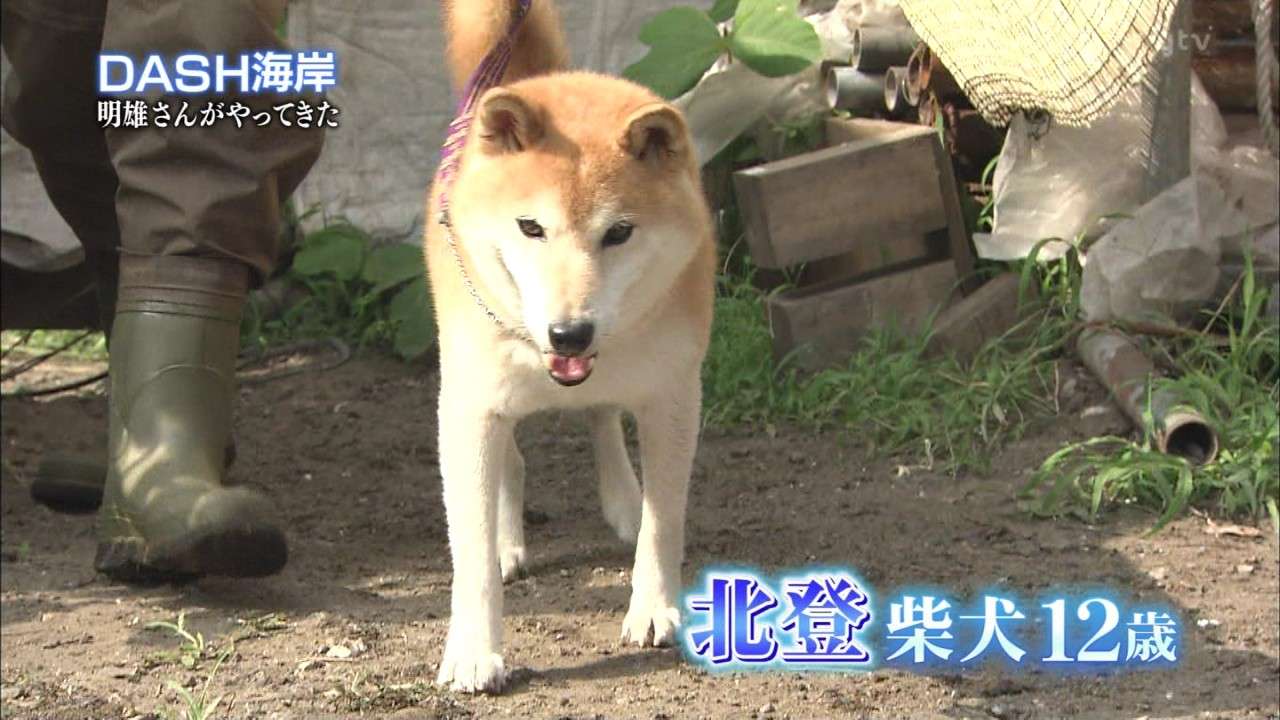あなたのお気に入りの画像貼ってください！