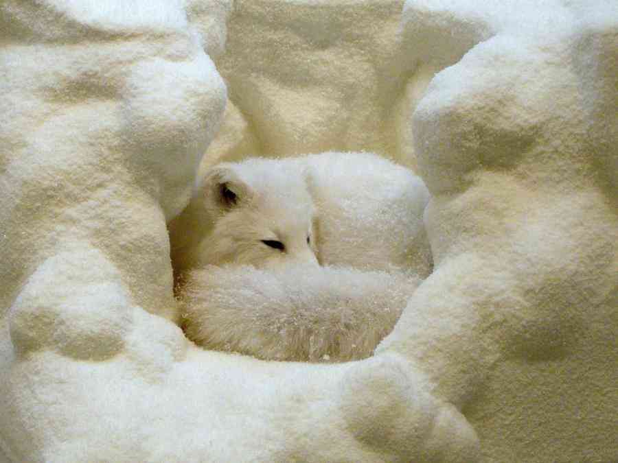 迷彩服の効果がわかるすごい画像