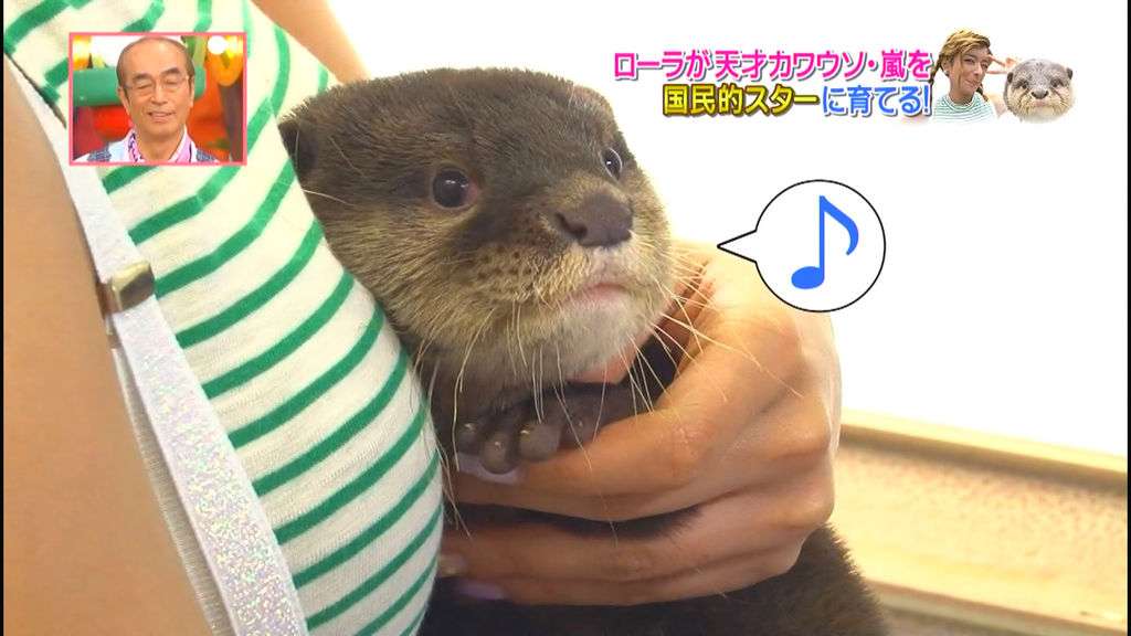 かわいい写真をはっていきましょー!