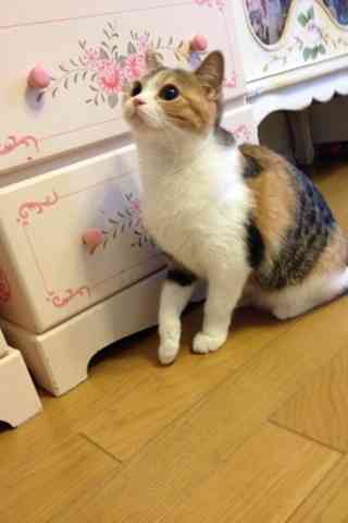 はるかぜちゃんこと子役タレントの春名風花が「ブログ開始！」ツイッターは…