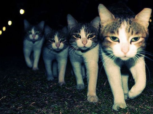シンクロ率の高い動物たちの写真がかわいいww