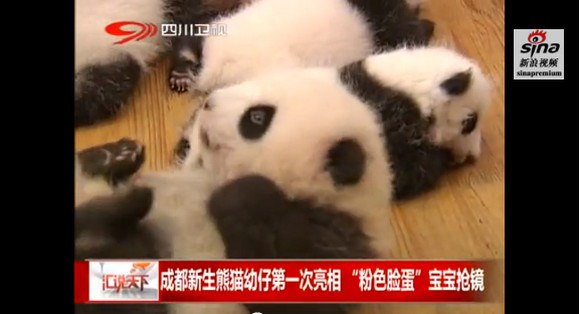 キュン死注意!! ズラっと並んだ14頭の赤ちゃんパンダがハチャメチャにカワエエ～！