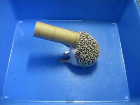 ハリネズミにトイレットペーパーの芯をあげた動画が可愛いと話題に