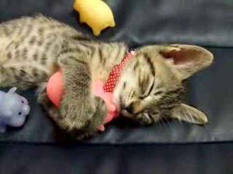 GIZMO 9/11 - YouTube