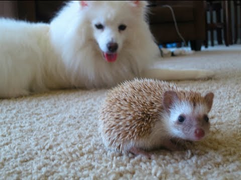 Dog meets Hedgehog - YouTube