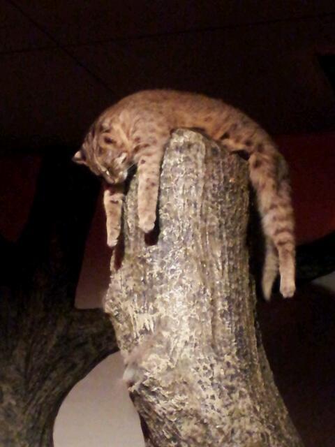 【画像】動物園の山猫さんのサービス精神が0だと話題に