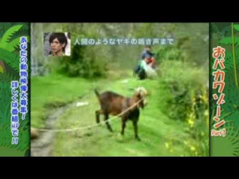 やぎ - YouTube