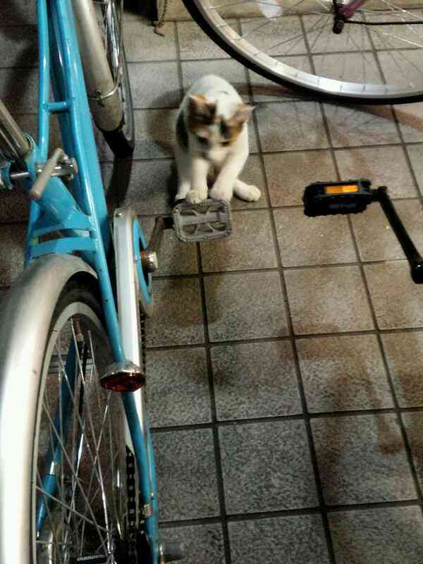 自転車のペダルで遊ぶ猫が可愛すぎる！！