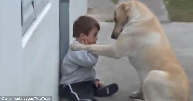 ラブラドール犬がダウン症の男児(３)を元気付ける様子が和む( ；∀；)