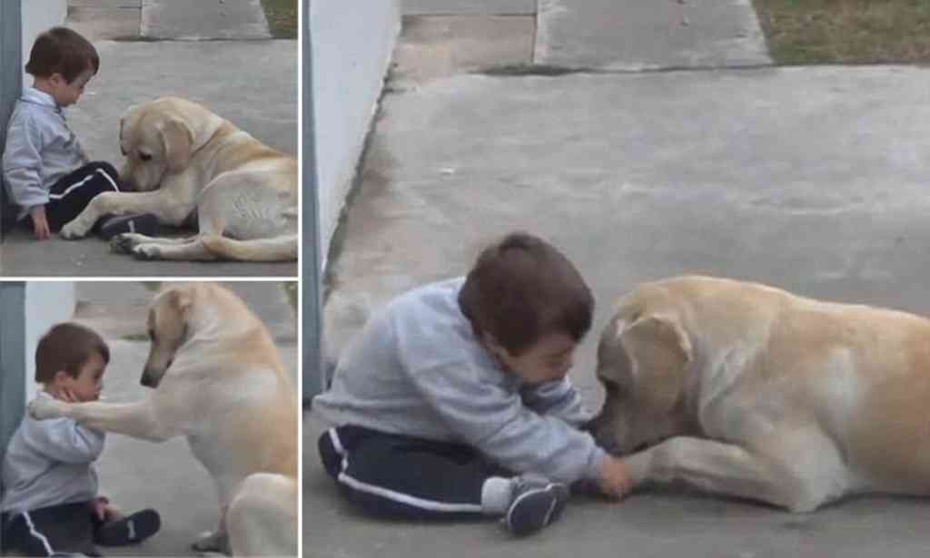 Heart-warming moment gentle labrador Himalaya coaxes reluctant Downｿs Syndrome boy to play with him  | Mail Online