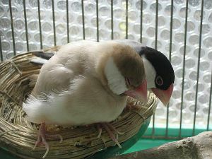 ペットのどこに萌えますか？