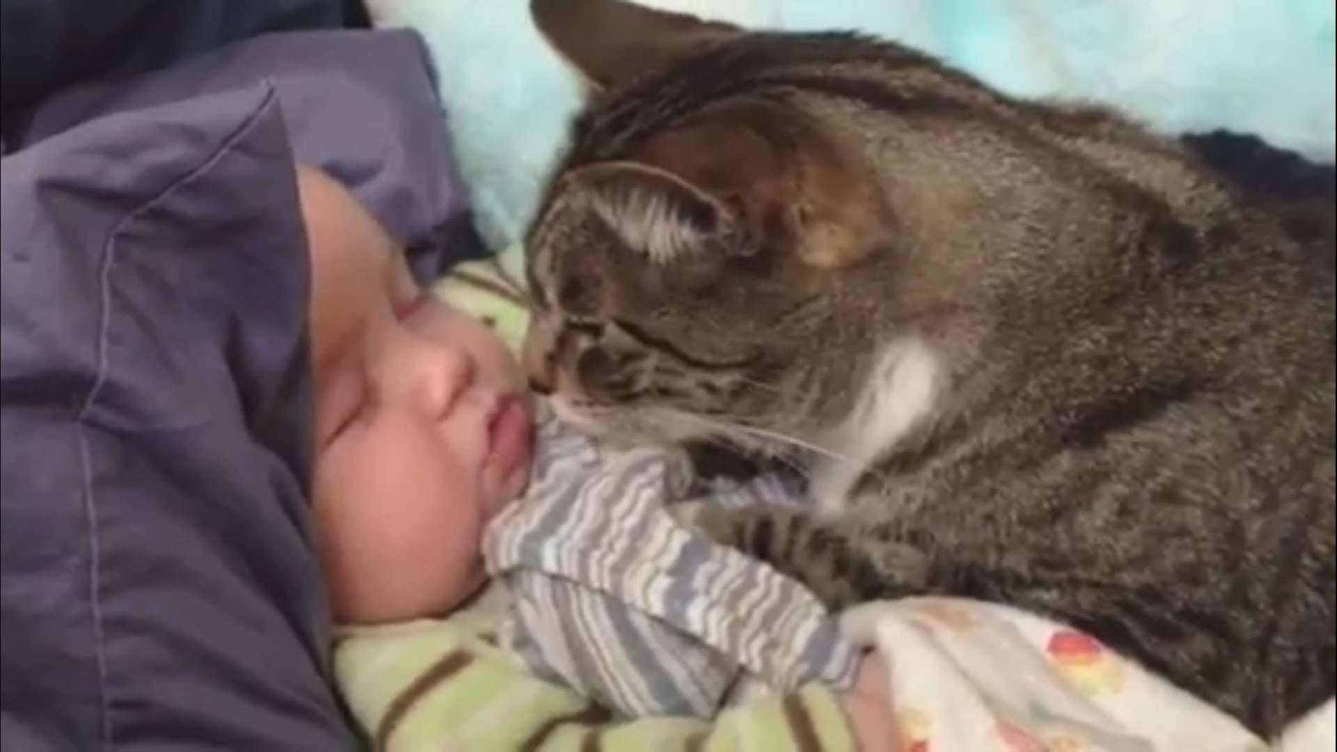 "Cats Love Babies Compilation" || CFS - YouTube