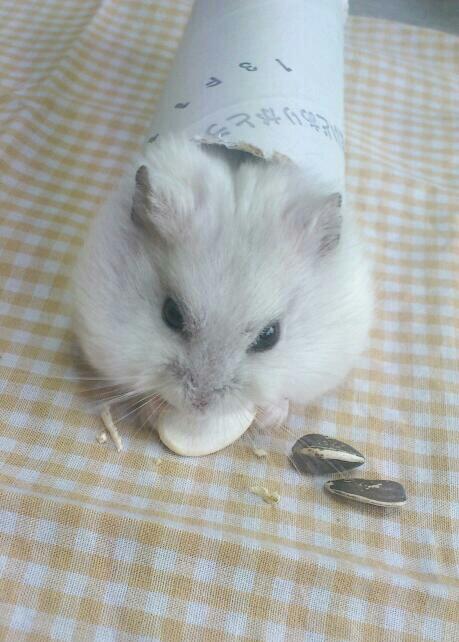 だって食べたいんだもの！筒に入ったままモグモグするハムスターがかわいすぎる 