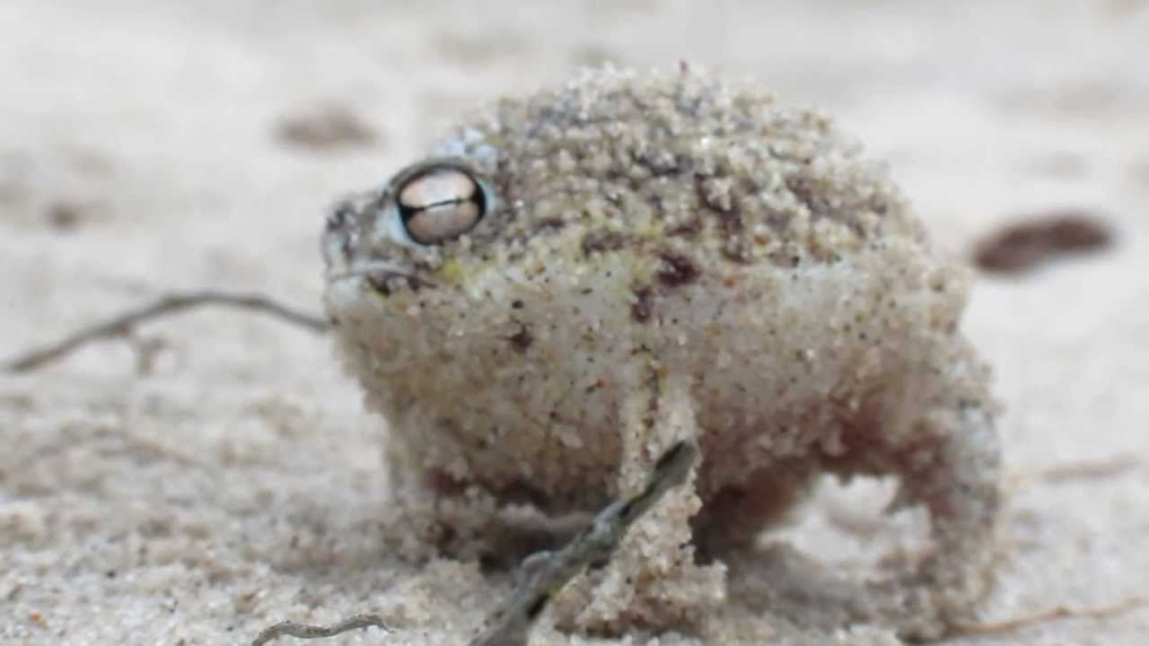 Worlds Cutest Frog - Desert Rain Frog - YouTube