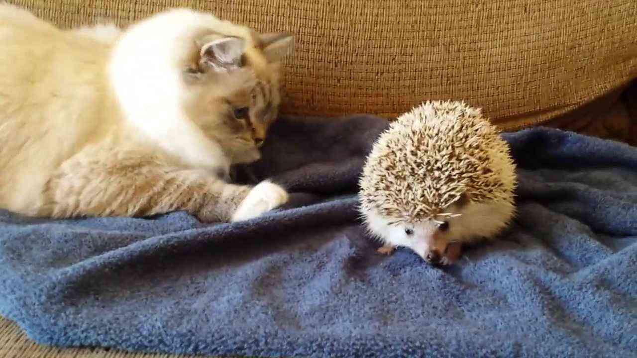 Kitty sits on hedgehog! - YouTube