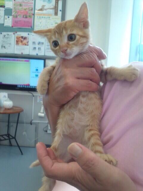 中川翔子さん、殺処分前の猫9匹を保護！いい人すぎると話題に