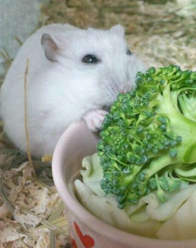 だって食べたいんだもの！筒に入ったままモグモグするハムスターがかわいすぎる 