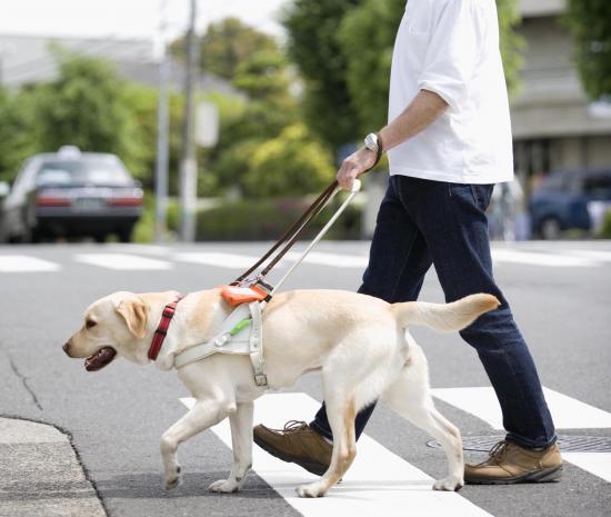 ラブラドール犬がダウン症の男児(３)を元気付ける様子が和む( ；∀；)