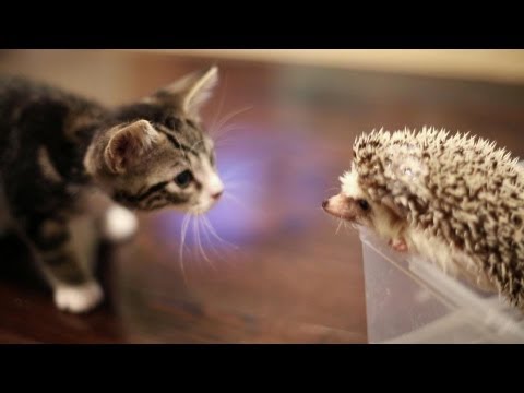 KITTEN MEETS HEDGEHOG - YouTube