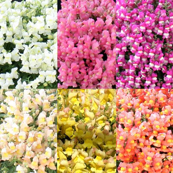【閲覧注意】この花が悪魔すぎて怖い！