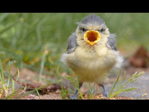 Funny Screaming Animals - YouTube