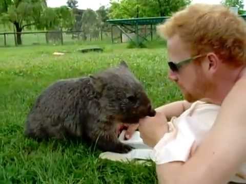 Man Cuddles With a Cute Wombat - YouTube