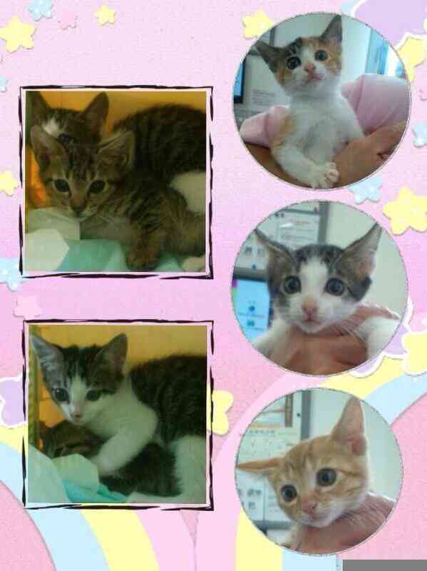 しょこたんこと中川翔子、子猫の里親募集で混乱…ライブで手渡し「ありえない」