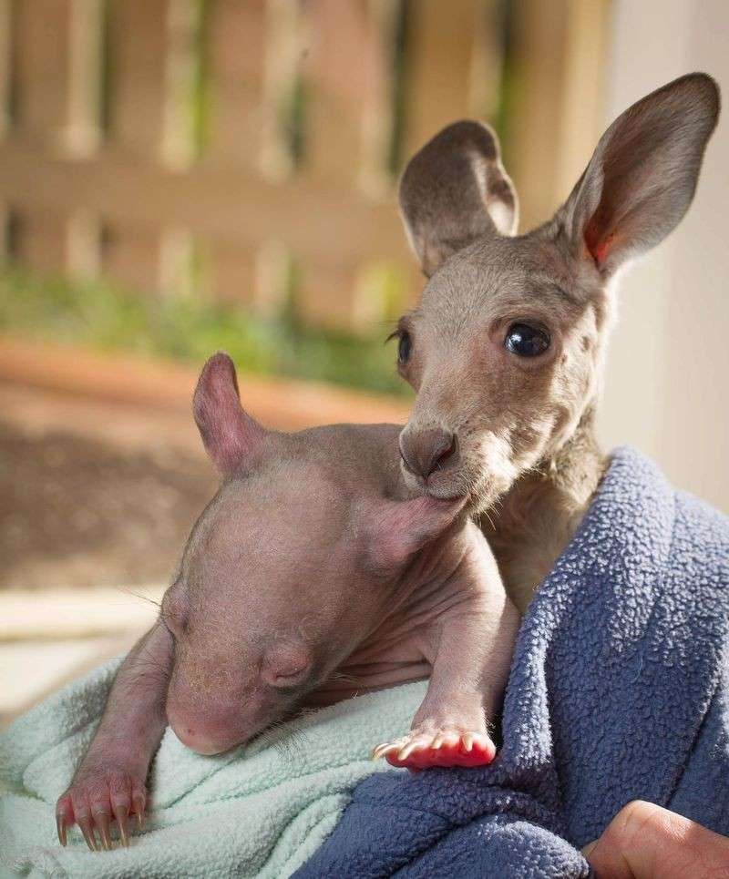 子カンガルーとオジさんに見える赤ちゃんウォンバット