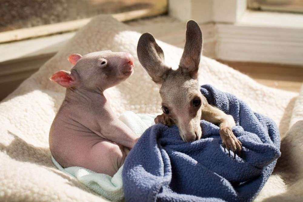 子カンガルーとオジさんに見える赤ちゃんウォンバット