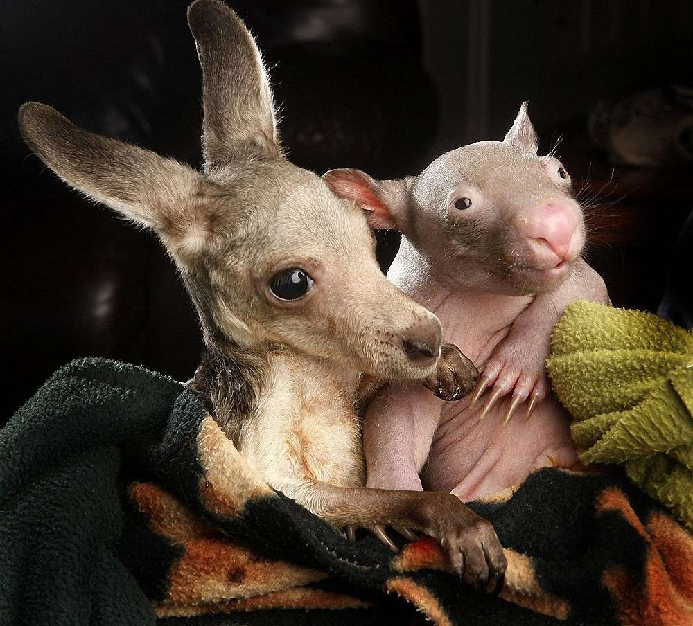 子カンガルーとオジさんに見える赤ちゃんウォンバット