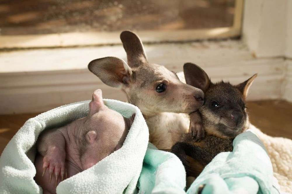 子カンガルーとオジさんに見える赤ちゃんウォンバット