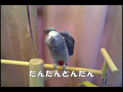 ヨウムのマリーちゃん　「マリーげきじょう　その１　おうたのまき」 - YouTube