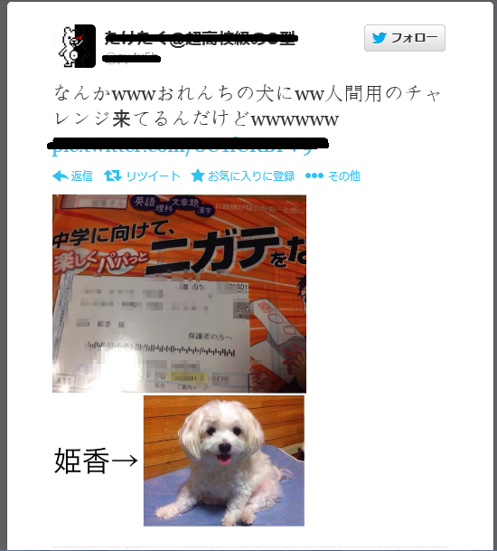 【驚き】ついに犬宛てに進研ゼミが送られてくるｗｗ