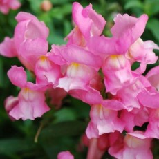 【閲覧注意】この花が悪魔すぎて怖い！