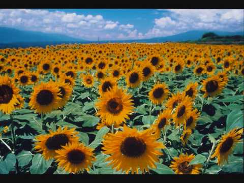 福山雅治　ひまわり - YouTube