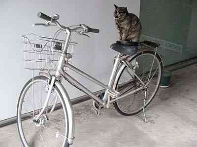 自転車のペダルで遊ぶ猫が可愛すぎる！！