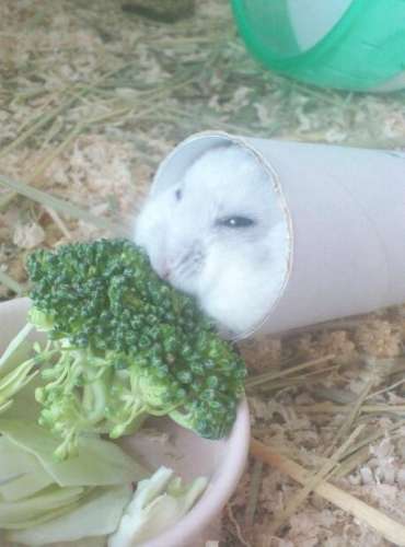 だって食べたいんだもの！筒に入ったままモグモグするハムスターがかわいすぎる 
