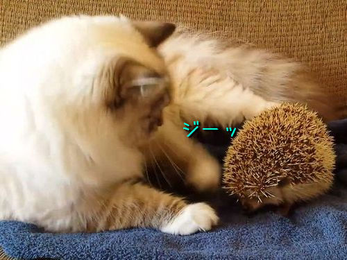 ネコがうっかりハリネズミの上に座ってしまってびっくりする動画がかわいすぎる
