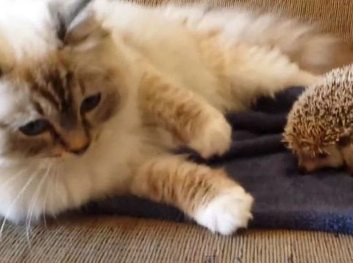 ネコがうっかりハリネズミの上に座ってしまってびっくりする動画がかわいすぎる