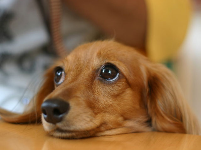 最近のペットのキラキラネームwww 「女瑠世死霊亜魔外道」、「怖栄螺吾瑠獲富腐漢零」