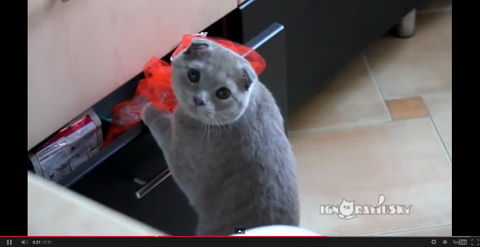 自転車のペダルで遊ぶ猫が可愛すぎる！！