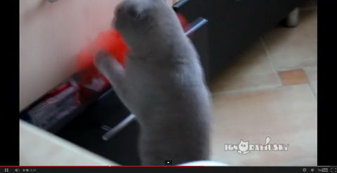 自転車のペダルで遊ぶ猫が可愛すぎる！！