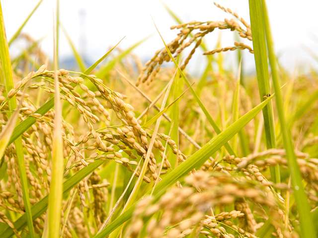 秋のコンビニ新商品おすすめ or 狙っているもの