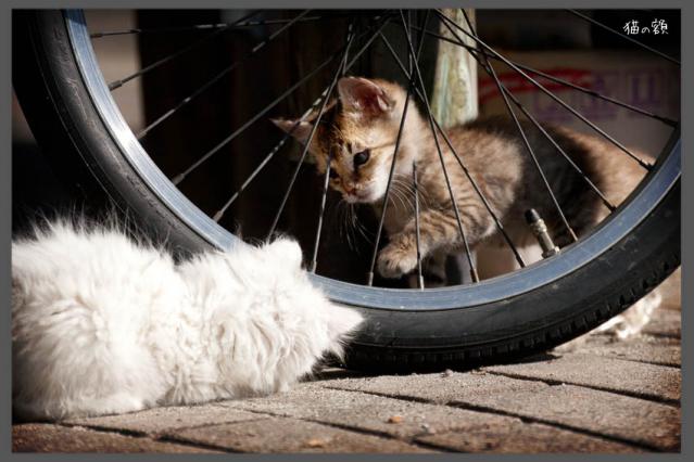 自転車のペダルで遊ぶ猫が可愛すぎる！！
