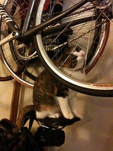 自転車のペダルで遊ぶ猫が可愛すぎる！！