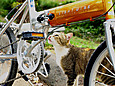 自転車のペダルで遊ぶ猫が可愛すぎる！！