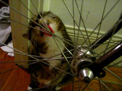 Stinky the cat: licking my bike - YouTube