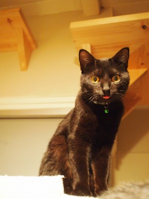 “世界で唯一の黒猫カフェ”が、姫路にあるらしい