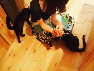 “世界で唯一の黒猫カフェ”が、姫路にあるらしい