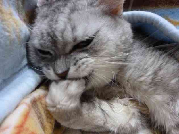 猫を飼っていない人が思い描く飼い猫のイメージがだいたいあってる件
